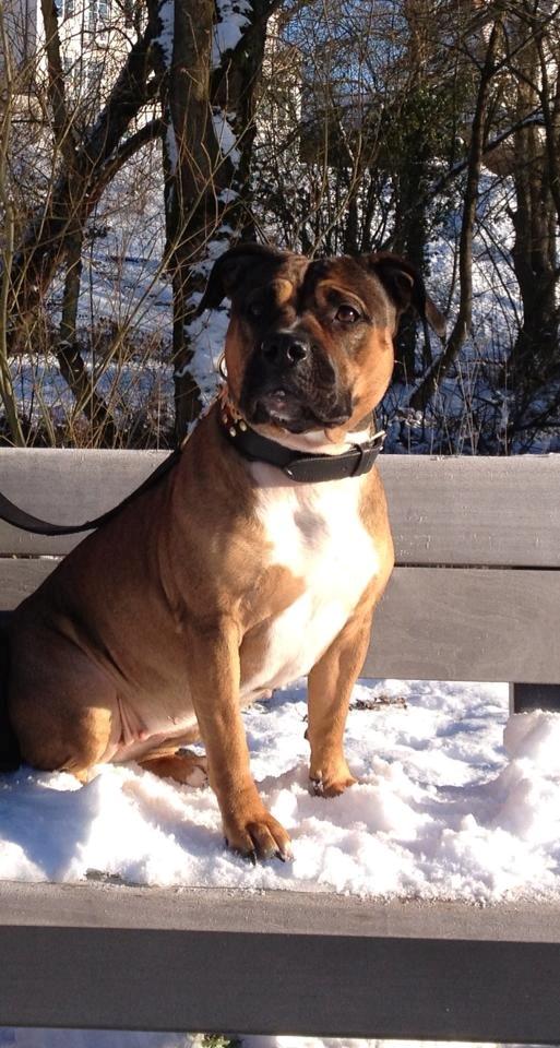 Min elskede skat :'( R.I.P. billede 19