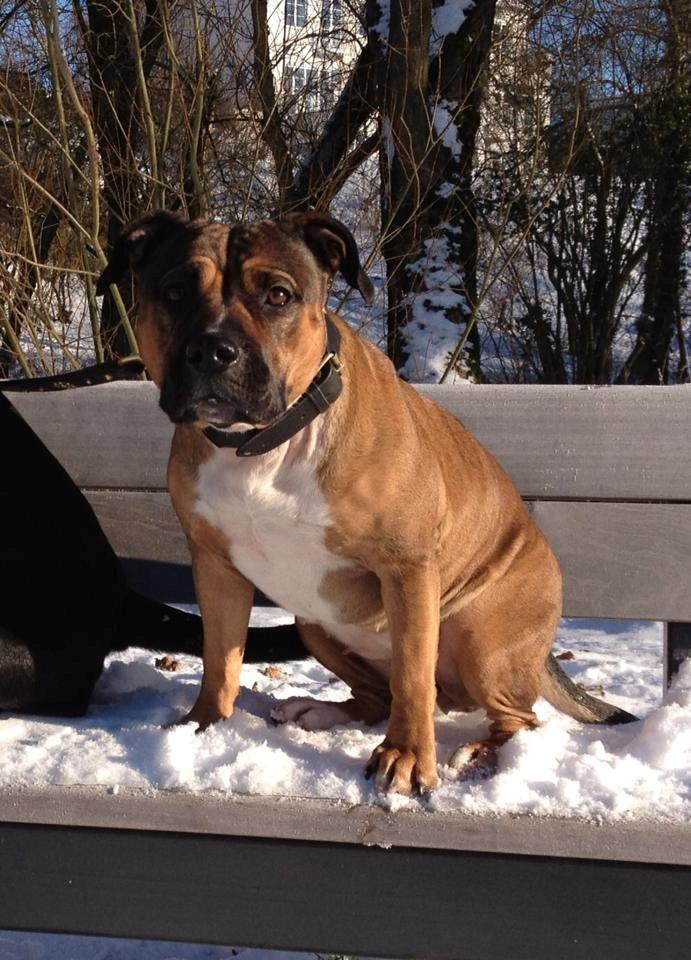 Min elskede skat :'( R.I.P. billede 20