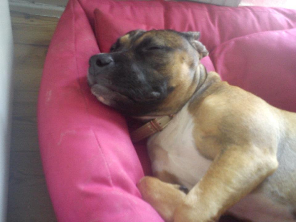 Min elskede skat :'( R.I.P. billede 22