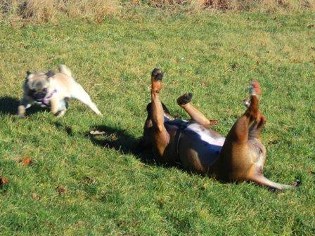 Min elskede skat :'( R.I.P. billede 23