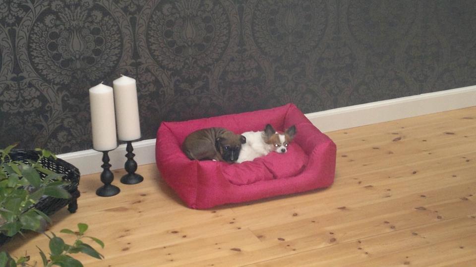 Min elskede skat :'( R.I.P. billede 24