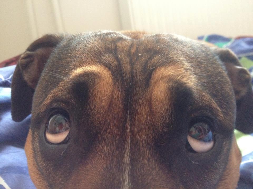 Min elskede skat :'( R.I.P. billede 26