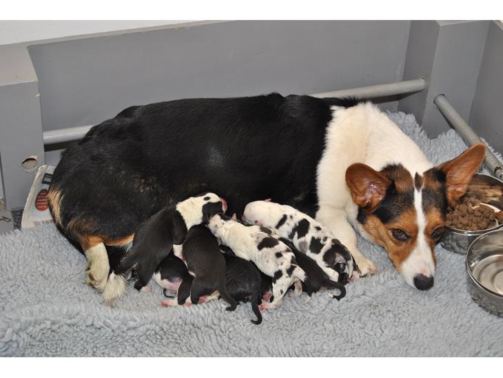 {{currentPhoto.altText}} billede {{currentPhoto.number}}