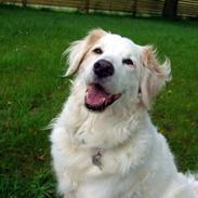 Bailey og Molly på ferie i Jylland