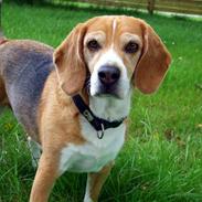 Bailey og Molly på ferie i Jylland