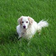 Bailey og Molly på ferie i Jylland