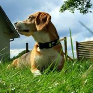 Bailey og Molly på ferie i Jylland