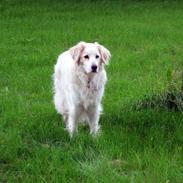 Bailey og Molly på ferie i Jylland