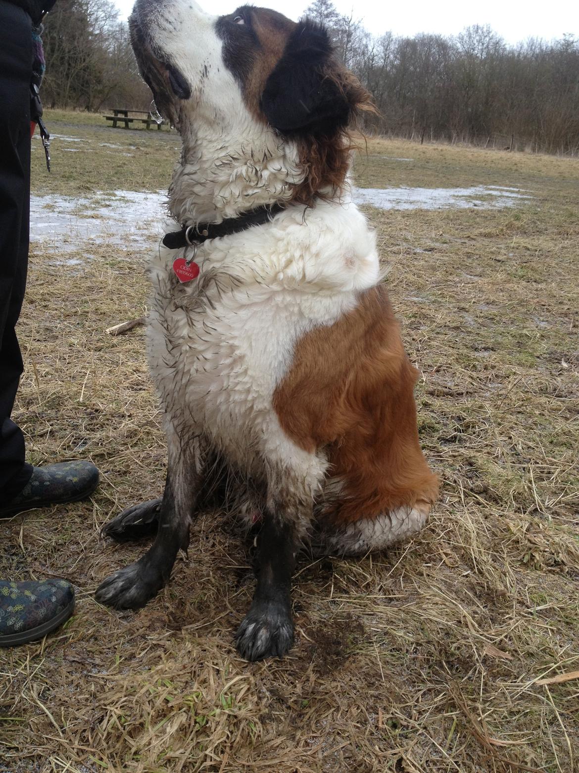 Nye billeder af Odin - Gad vide om hende Lone har en godbid i lommen? billede 4