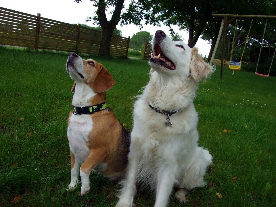 Bailey og Molly ferie i Jylland - Diverse hund - Fotos fra Brian L