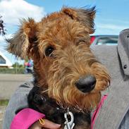 Ziggy og andre søde hunde