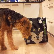 Ziggy og andre søde hunde