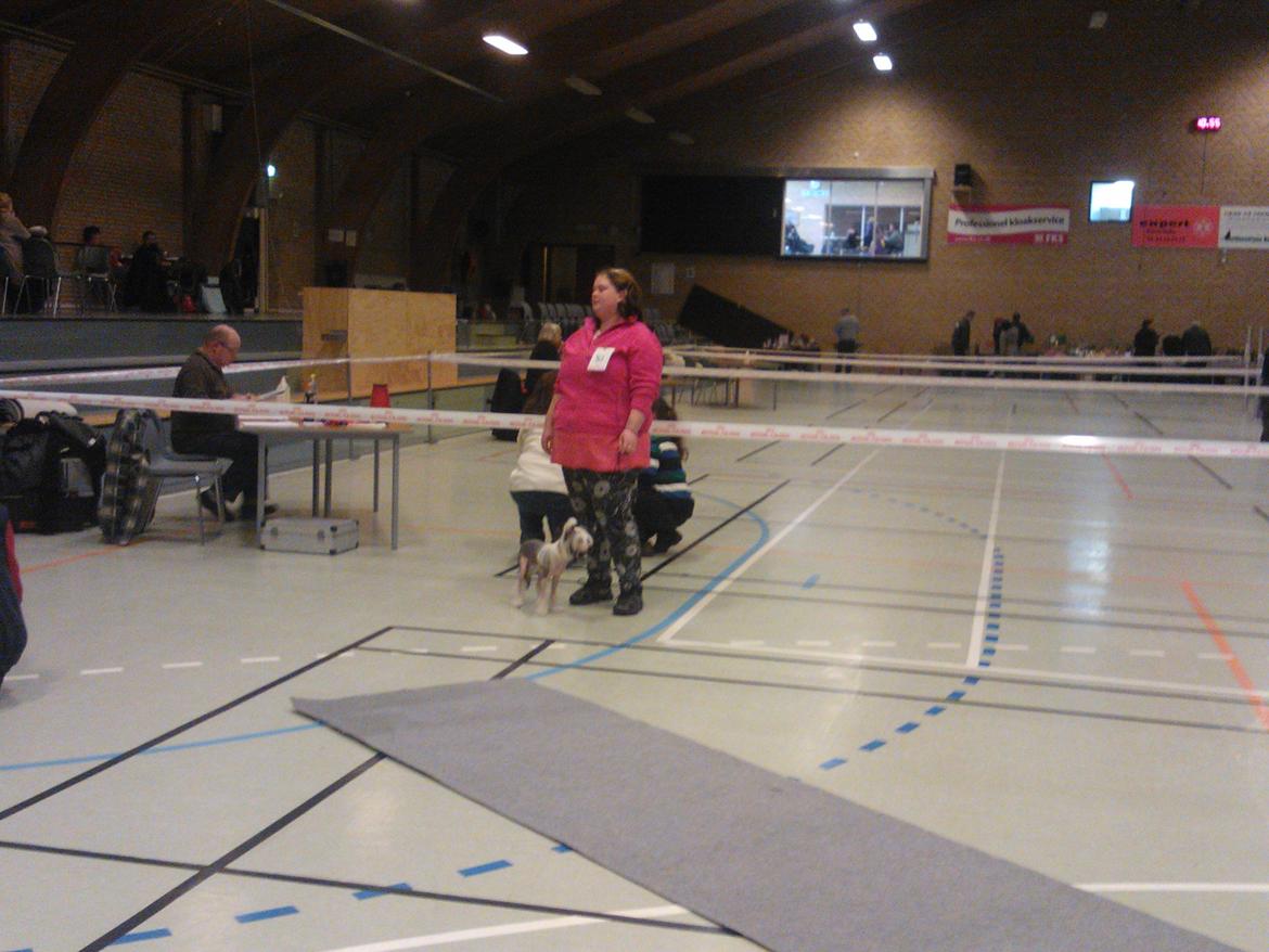 hunde udstilling med grand kusine og fætter billede 4