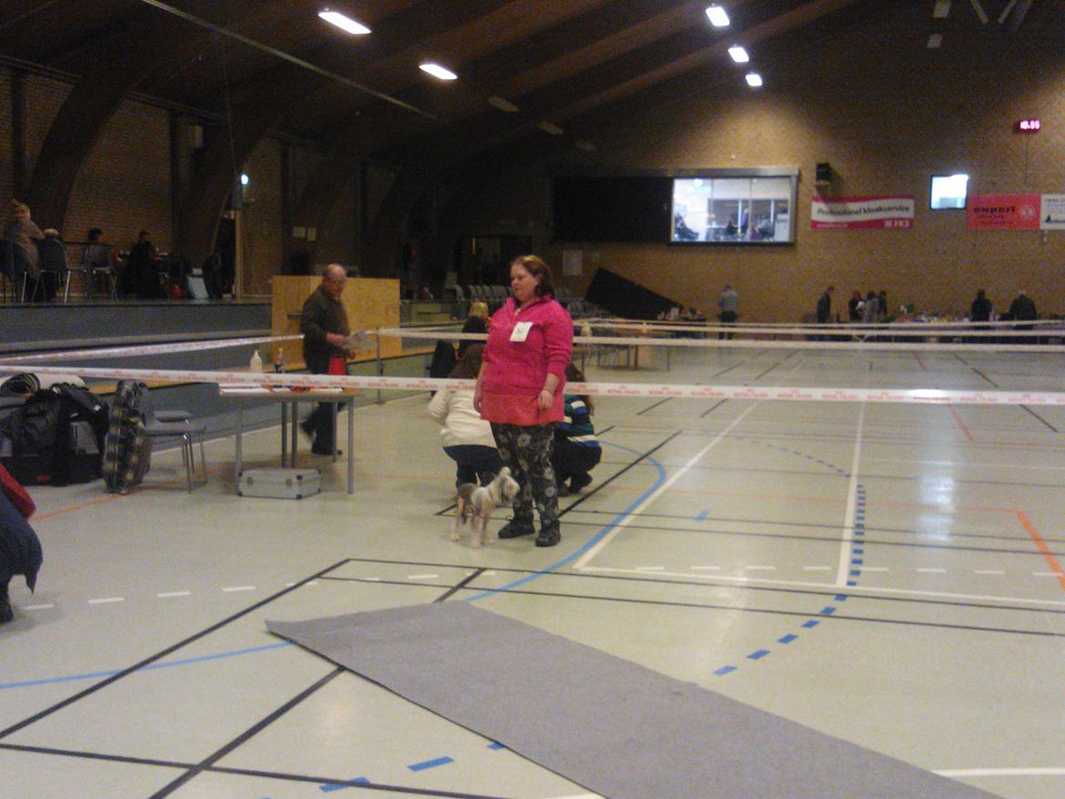 hunde udstilling med grand kusine og fætter billede 5