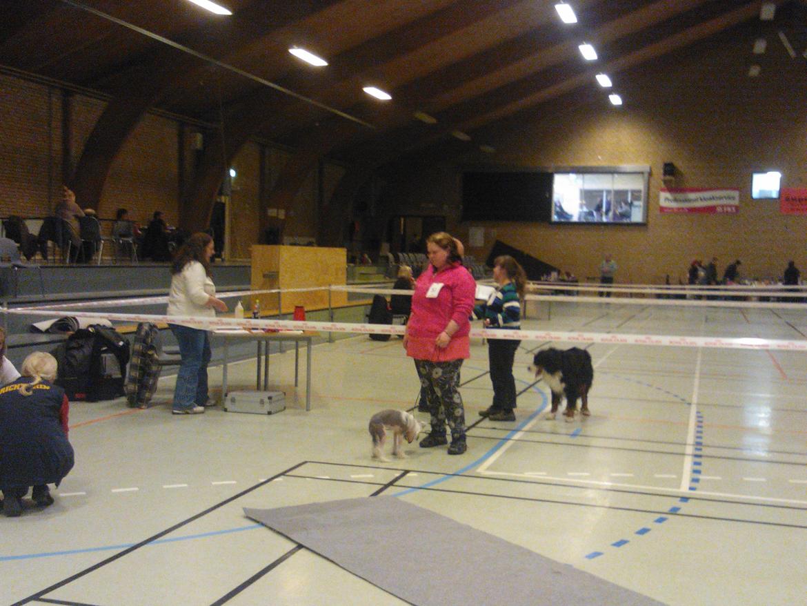 hunde udstilling med grand kusine og fætter billede 6