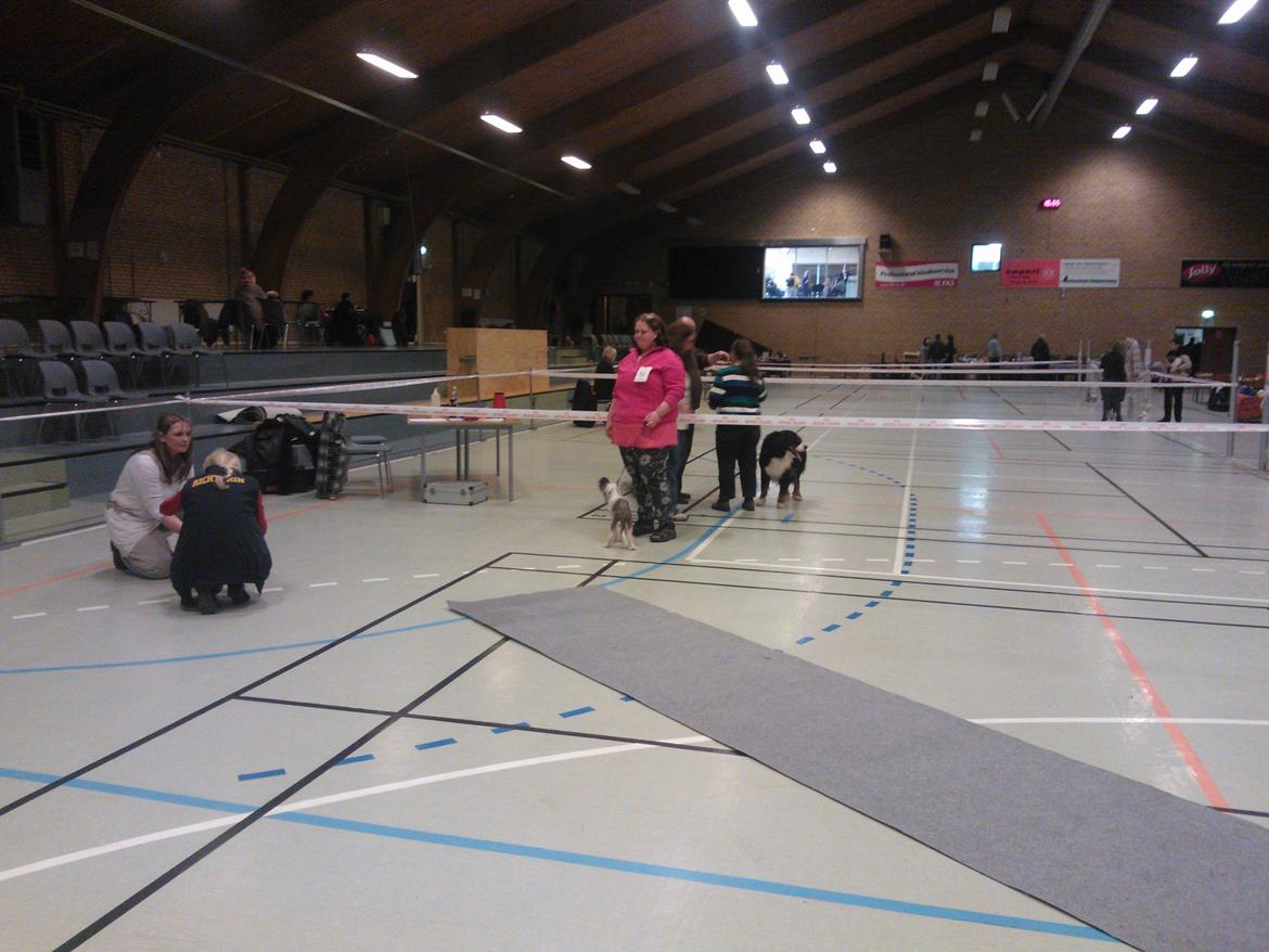 hunde udstilling med grand kusine og fætter billede 7