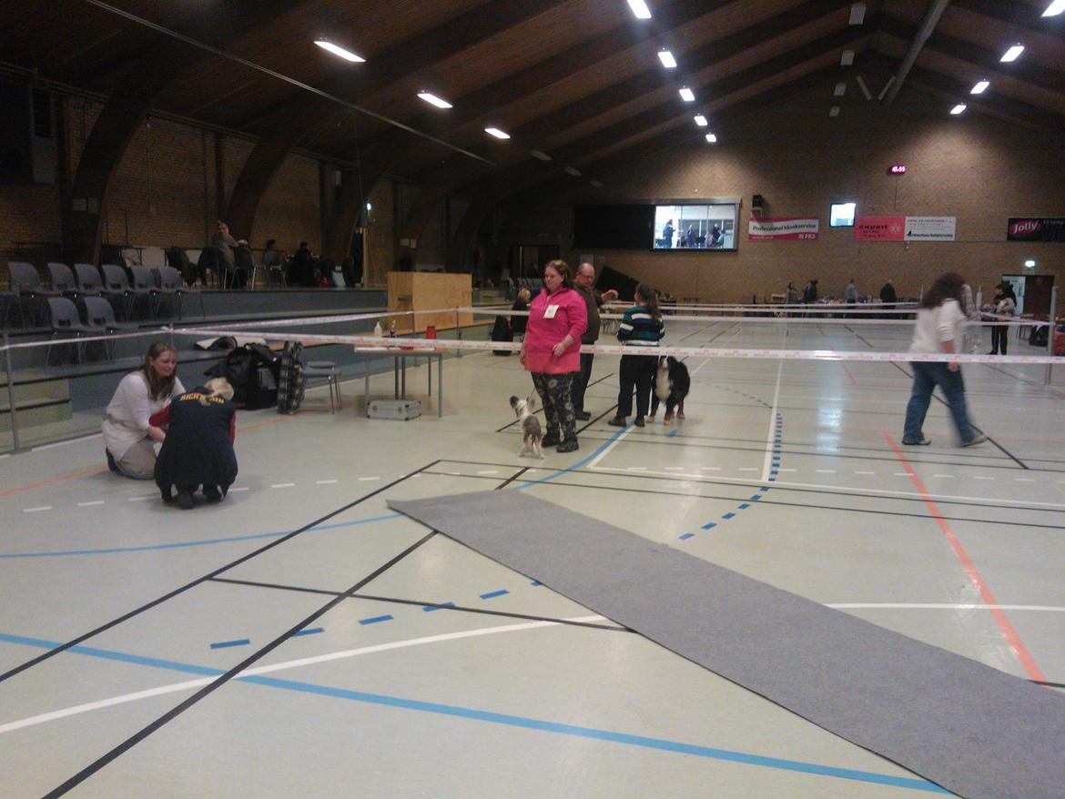 hunde udstilling med grand kusine og fætter billede 8