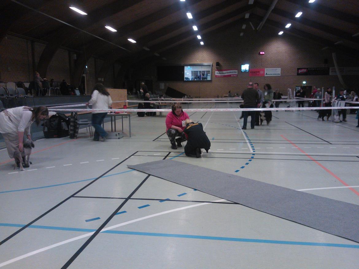 hunde udstilling med grand kusine og fætter billede 9