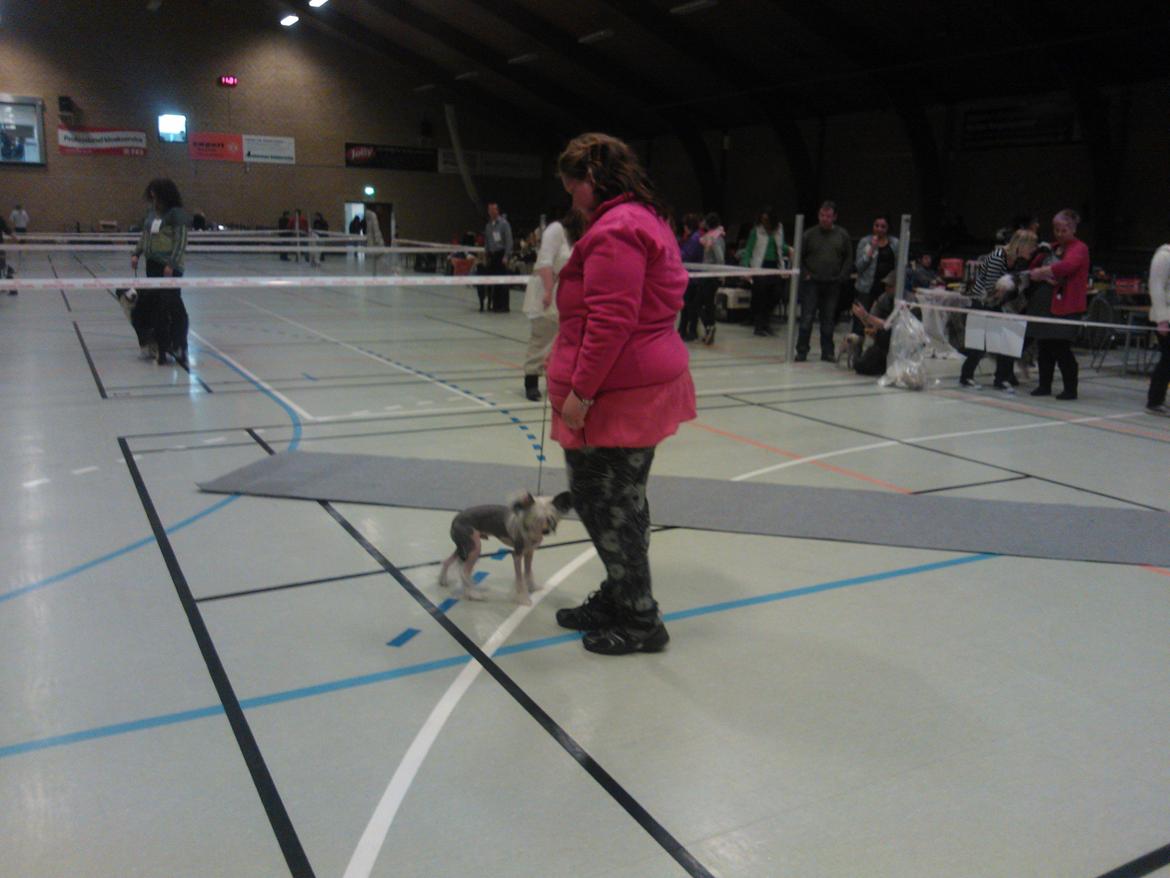 hunde udstilling med grand kusine og fætter billede 10