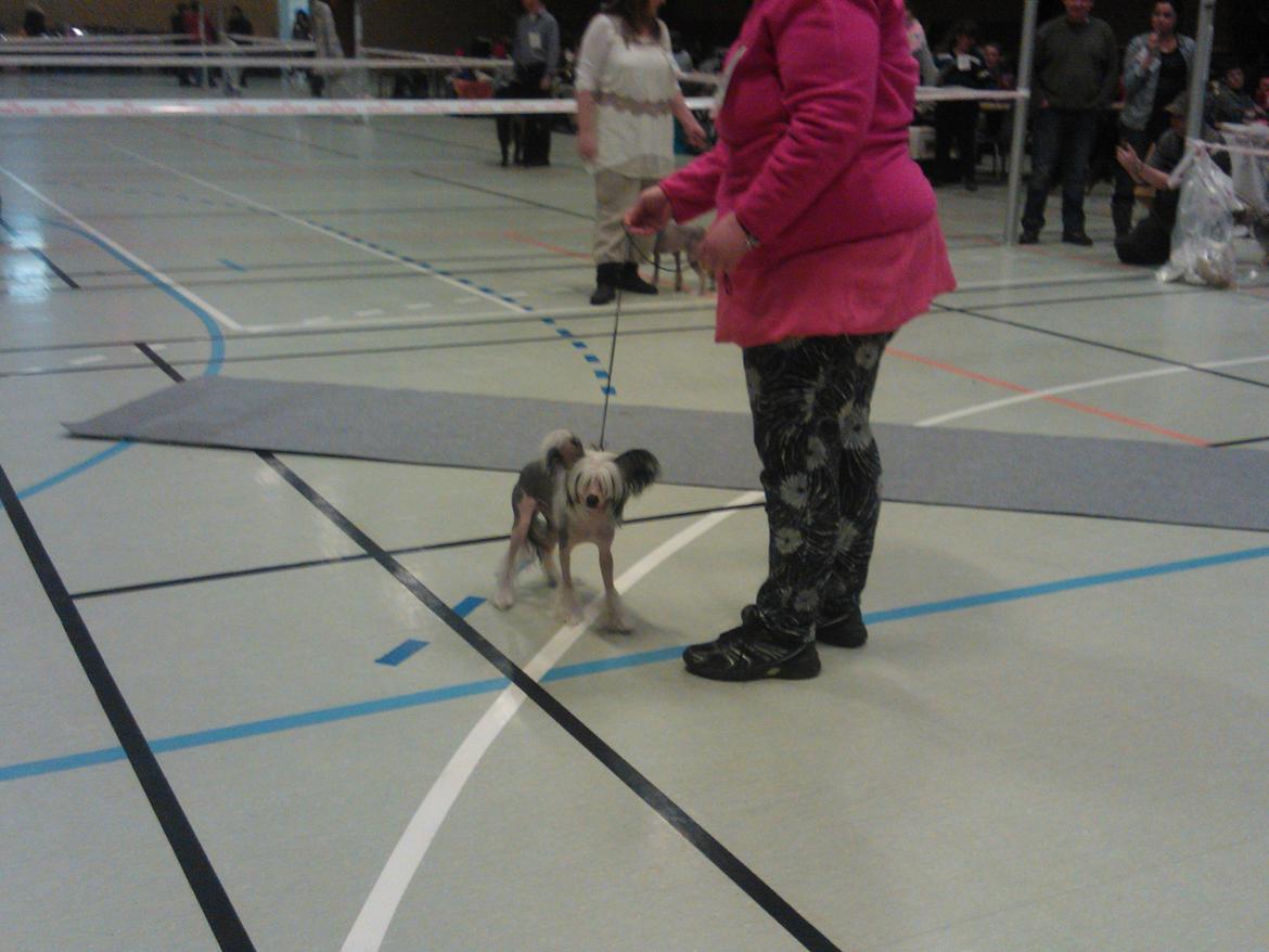 hunde udstilling med grand kusine og fætter billede 11