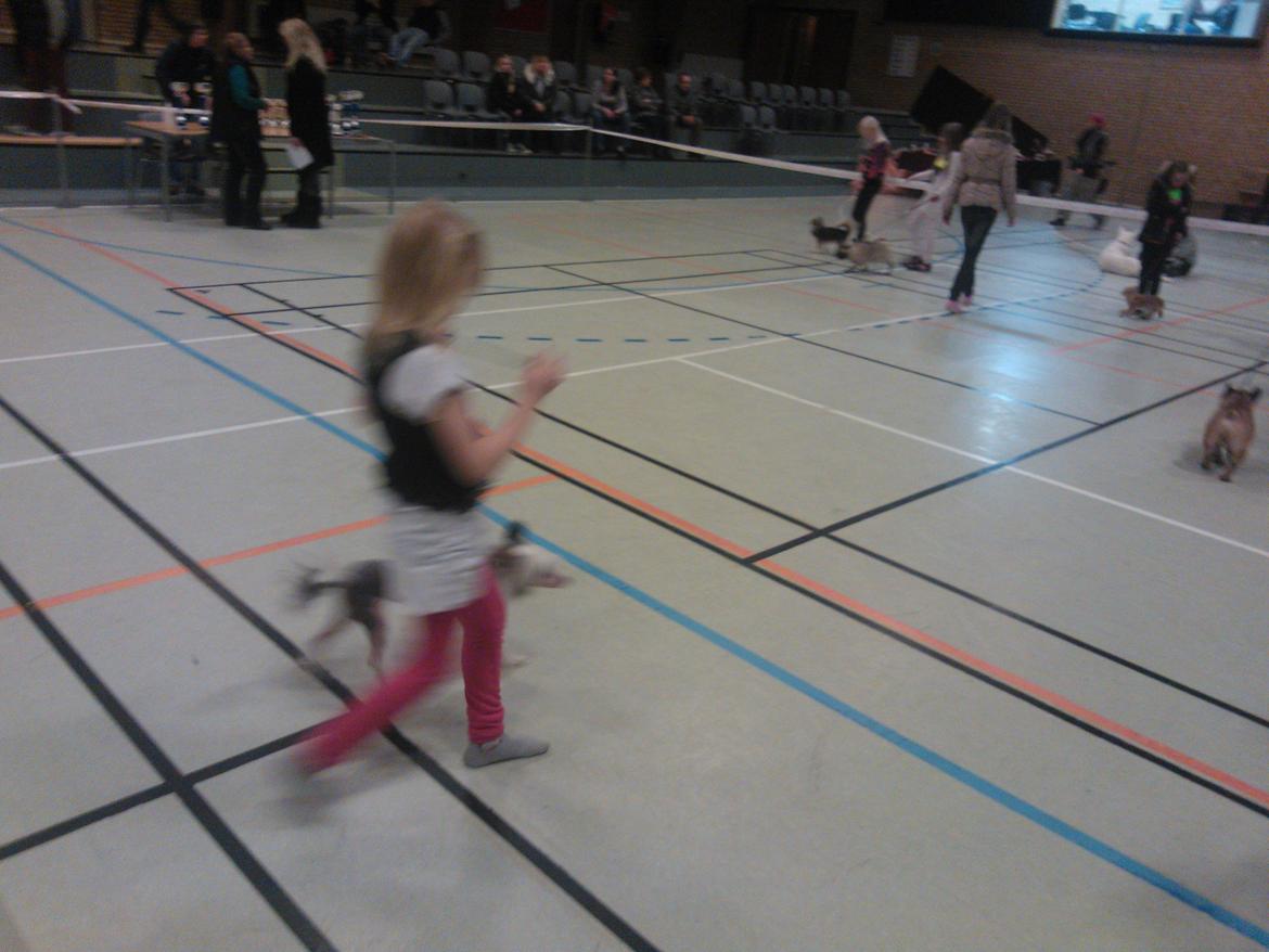 hunde udstilling med grand kusine og fætter billede 14