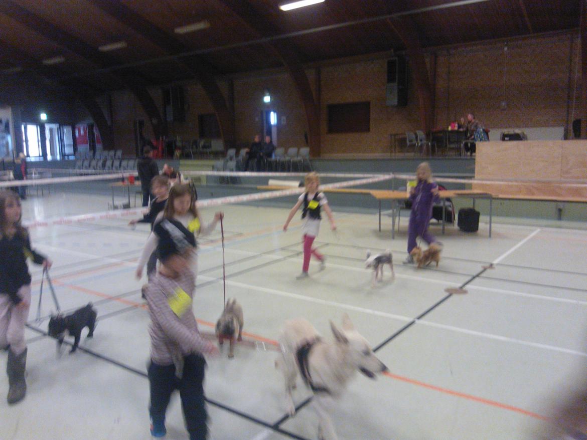 hunde udstilling med grand kusine og fætter billede 15