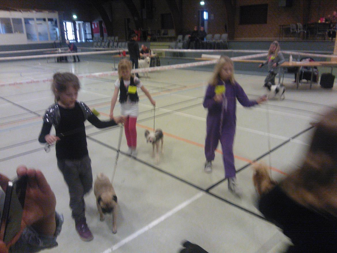 hunde udstilling med grand kusine og fætter billede 16