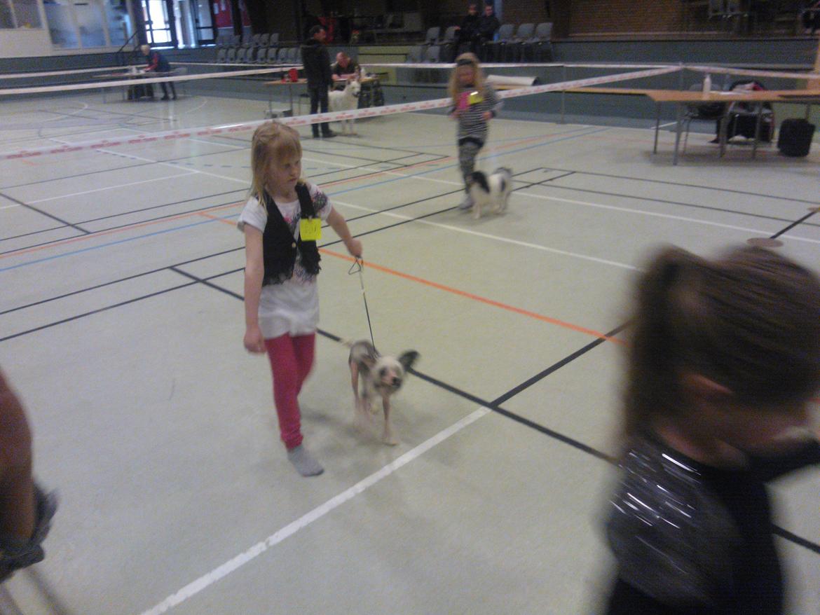hunde udstilling med grand kusine og fætter billede 17