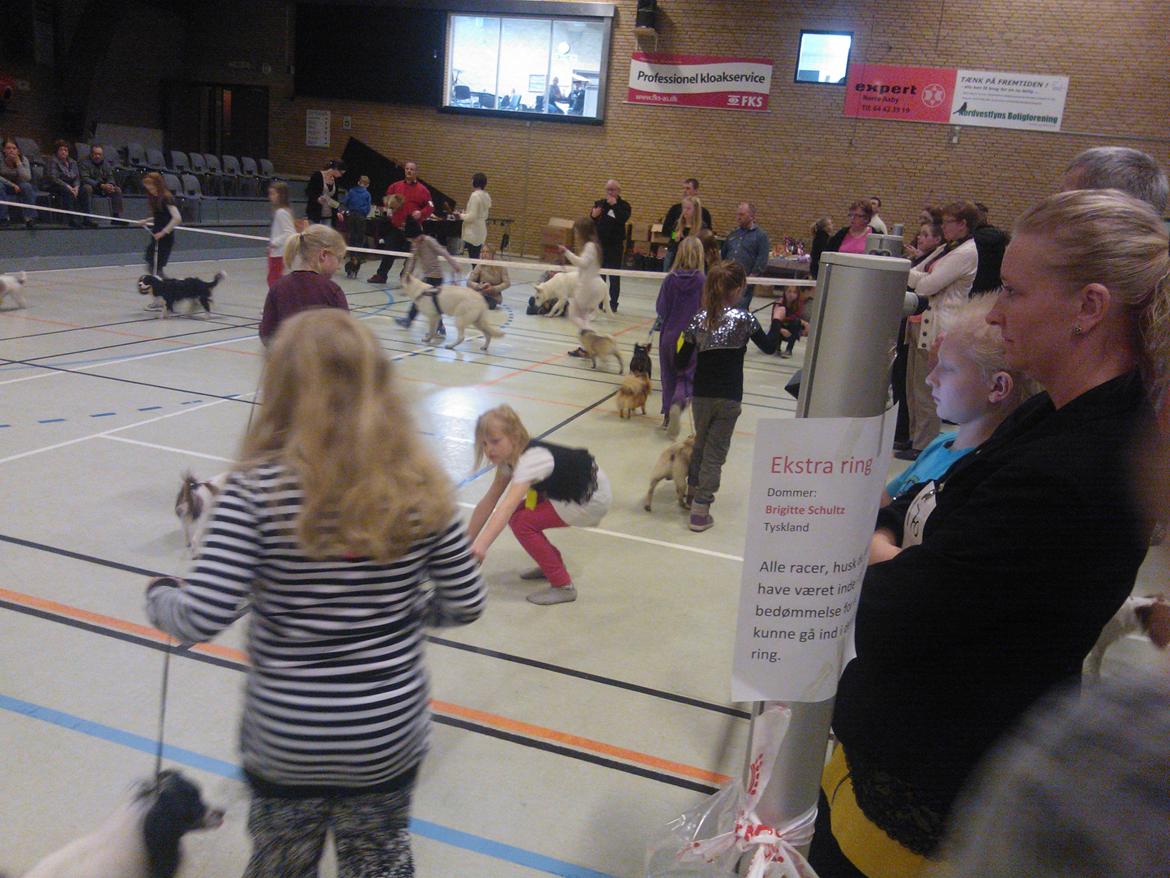 hunde udstilling med grand kusine og fætter billede 18