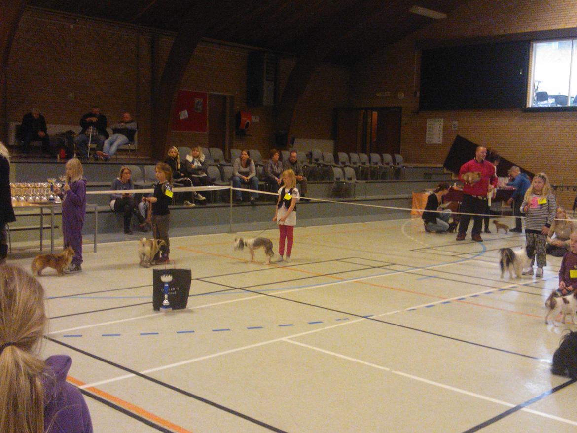 hunde udstilling med grand kusine og fætter billede 19