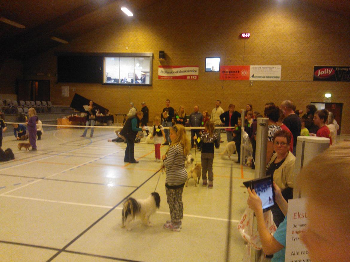 hunde udstilling med grand kusine og fætter billede 20