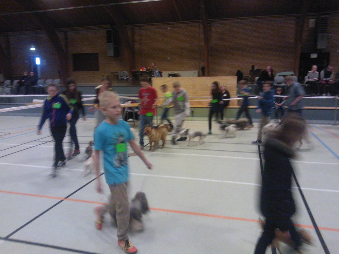 hunde udstilling med grand kusine og fætter billede 23