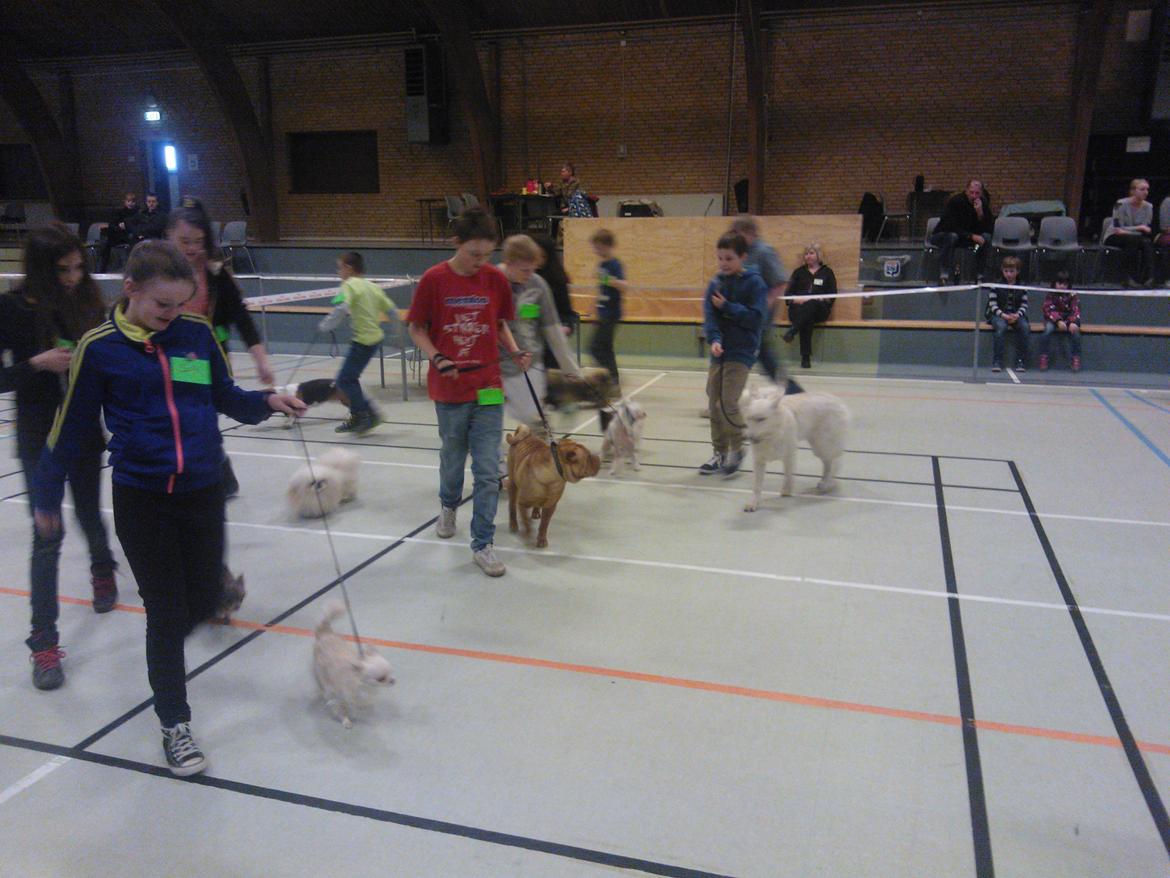 hunde udstilling med grand kusine og fætter billede 24