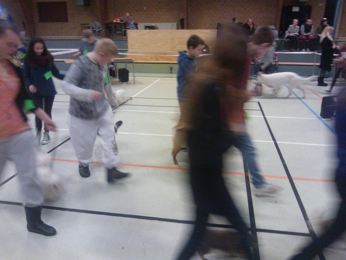 hunde udstilling med grand kusine og fætter billede 25