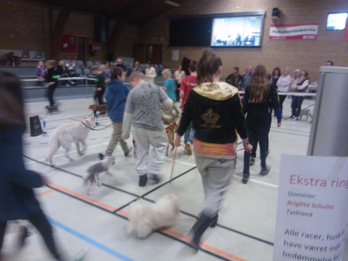 hunde udstilling med grand kusine og fætter billede 26