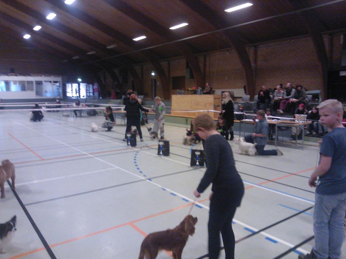 hunde udstilling med grand kusine og fætter billede 27