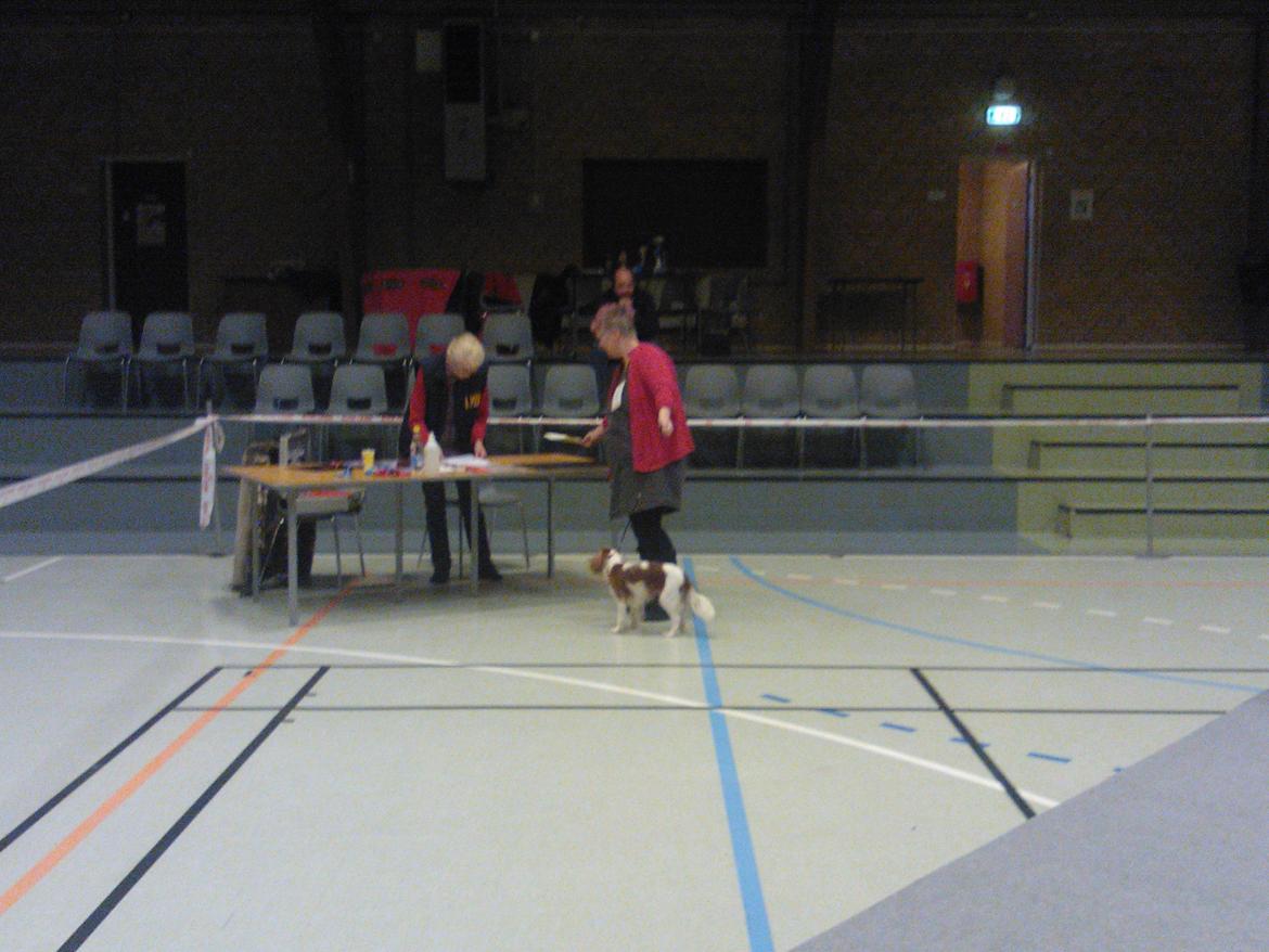 hunde udstilling med grand kusine og fætter billede 32