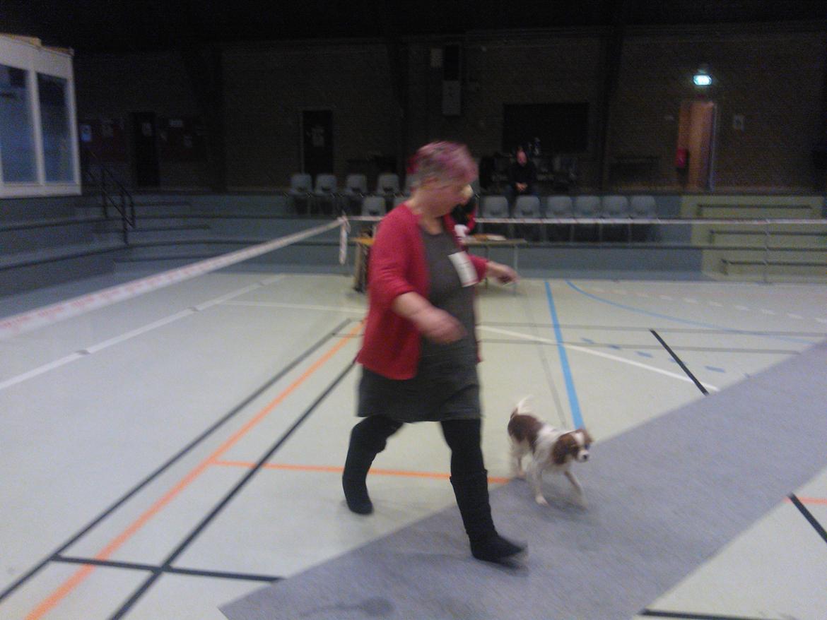 hunde udstilling med grand kusine og fætter billede 33