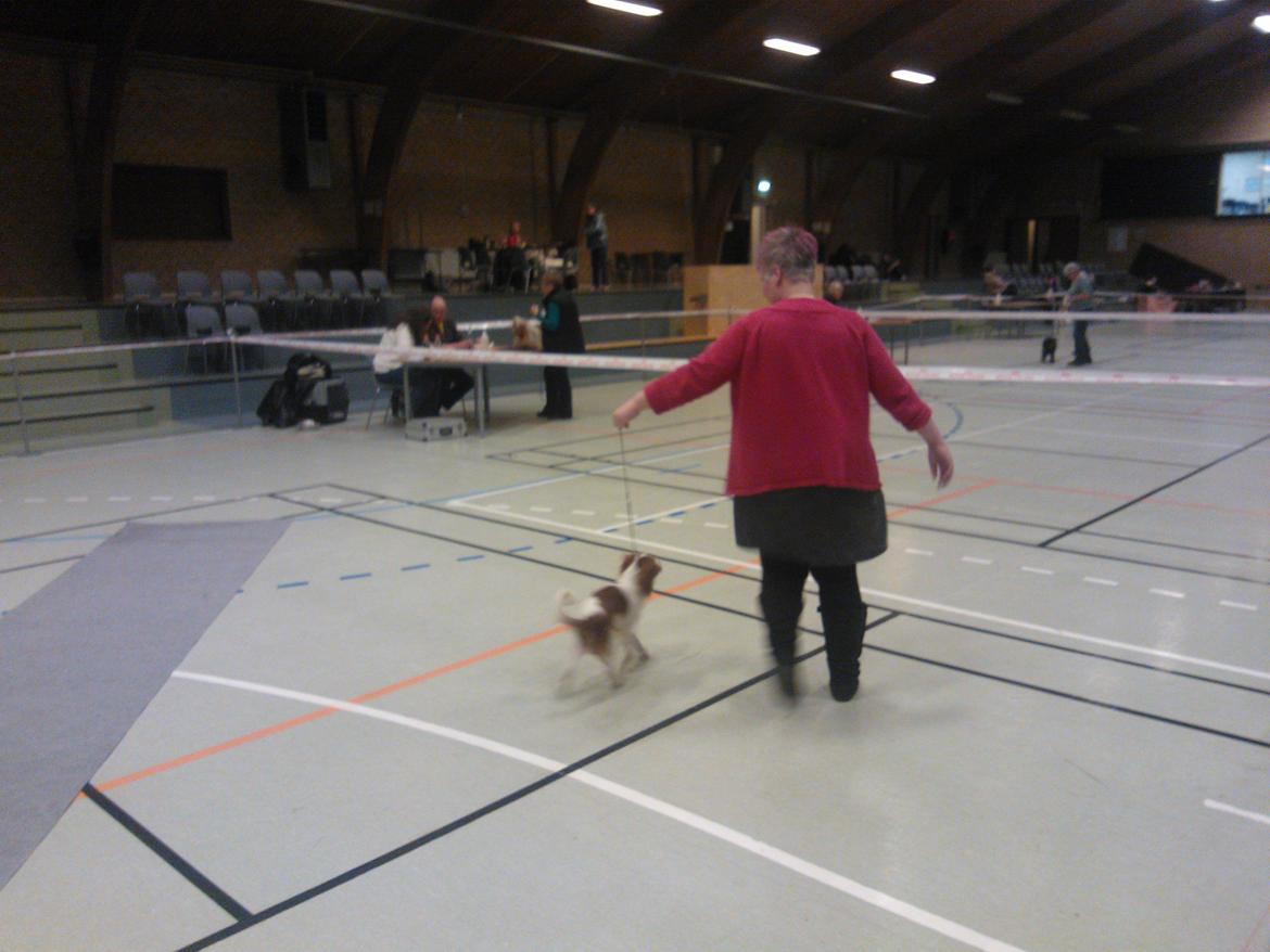 hunde udstilling med grand kusine og fætter billede 34