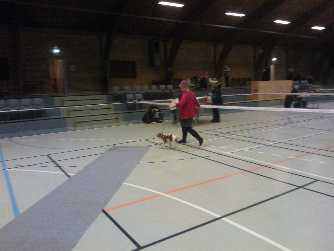 hunde udstilling med grand kusine og fætter billede 35