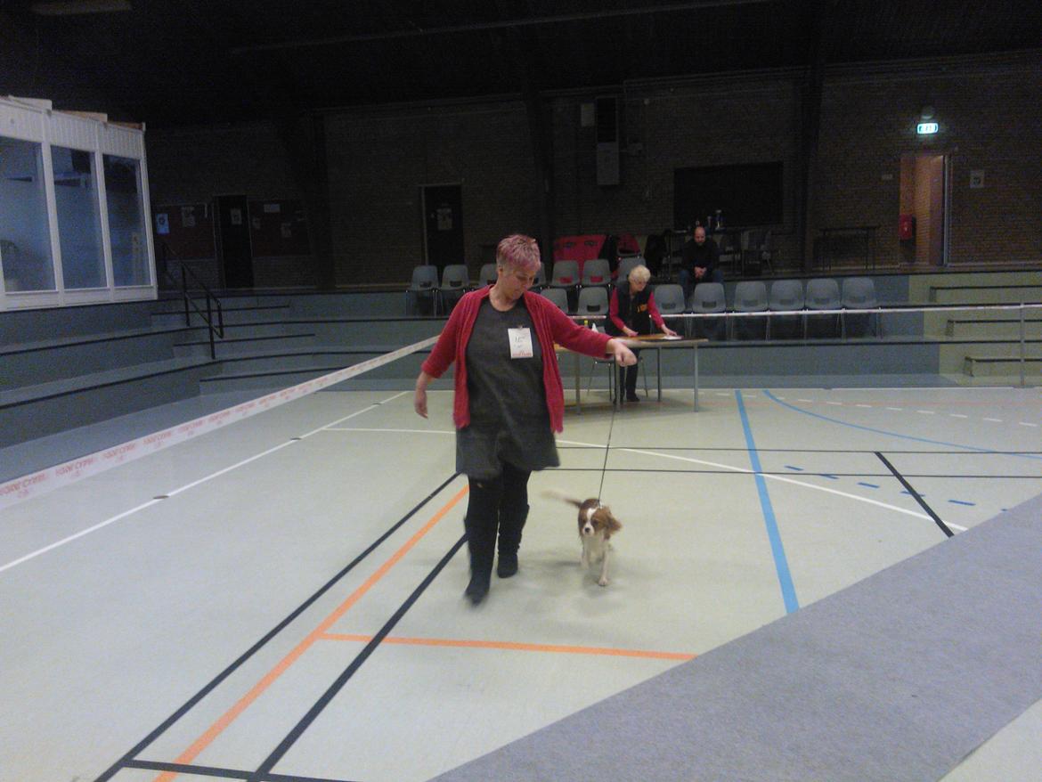 hunde udstilling med grand kusine og fætter billede 36