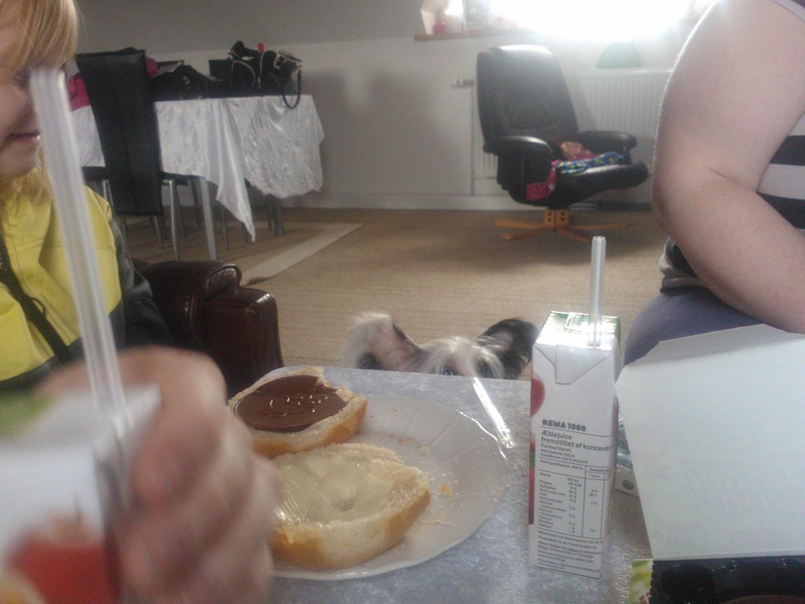 hunde udstilling med grand kusine og fætter billede 39