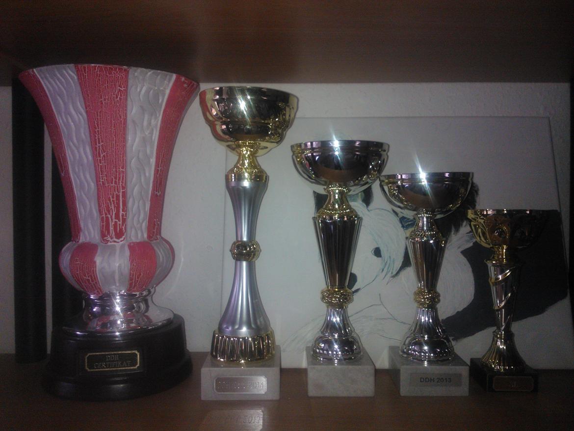 hunde udstilling med grand kusine og fætter billede 40