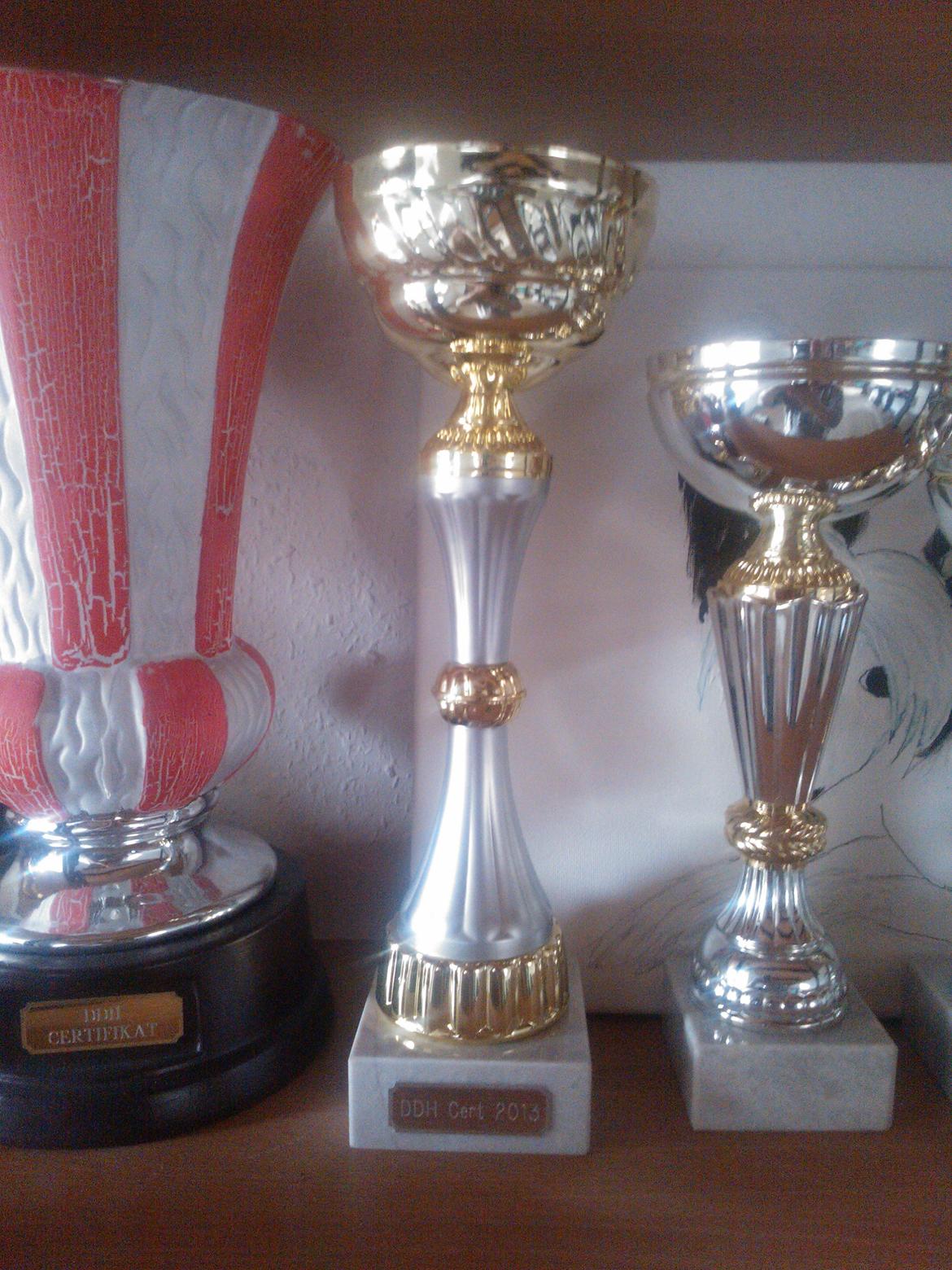 hunde udstilling med grand kusine og fætter billede 43