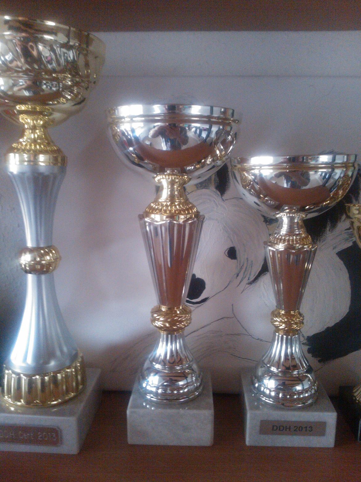 hunde udstilling med grand kusine og fætter billede 44