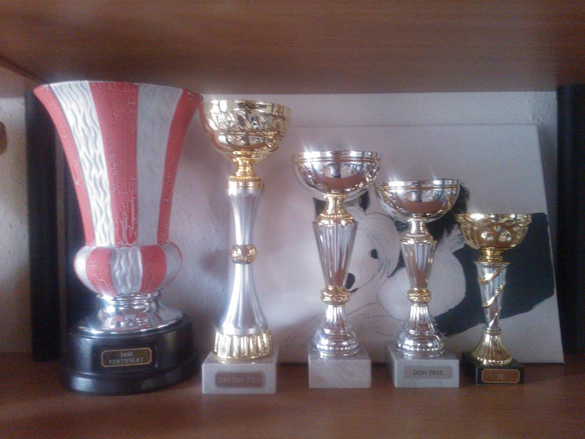 hunde udstilling med grand kusine og fætter billede 47