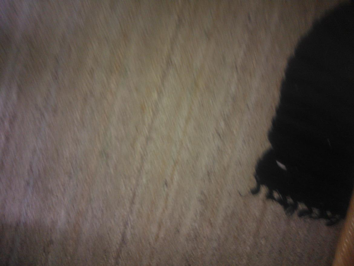 hunde udstilling med grand kusine og fætter billede 51