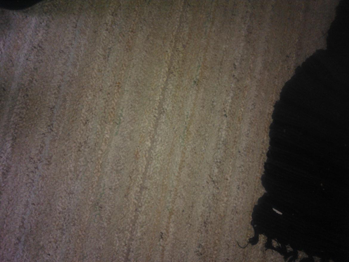 hunde udstilling med grand kusine og fætter billede 52