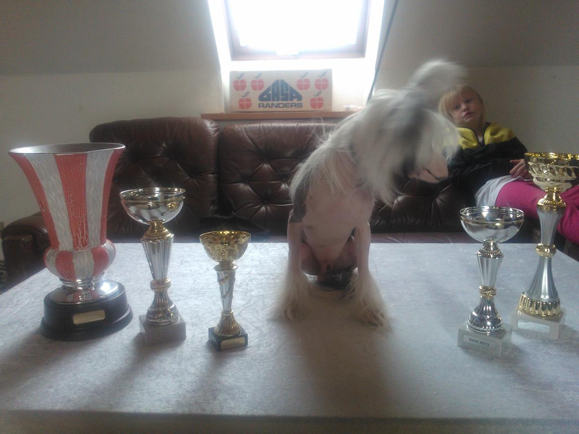 hunde udstilling med grand kusine og fætter billede 53