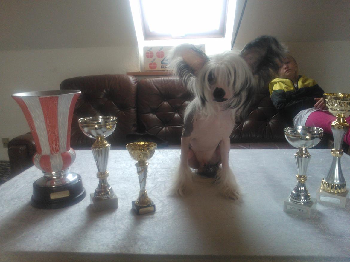 hunde udstilling med grand kusine og fætter billede 54